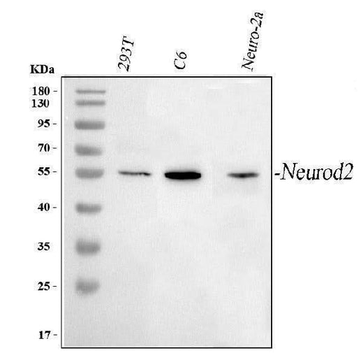 Anti-NEUROD2 Antibody Picoband® Boster Bio