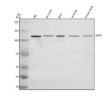 Anti-TTLL8 Antibody Picoband® Boster Bio