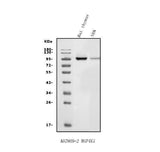 Anti-MAP4K1/HPK1 Antibody Picoband® Boster Bio