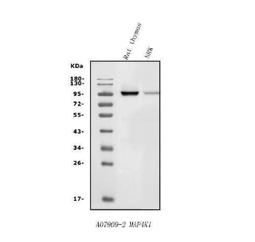 Anti-MAP4K1/HPK1 Antibody Picoband® Boster Bio