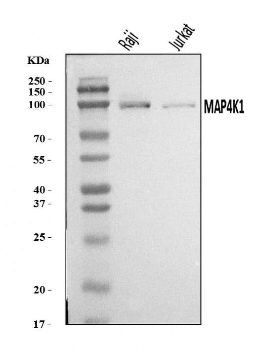 Anti-MAP4K1/HPK1 Antibody Picoband® Boster Bio