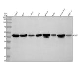 Anti-PCYT2 Antibody Picoband® Boster Bio