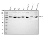 Anti-OVGP1 Antibody Picoband® Boster Bio