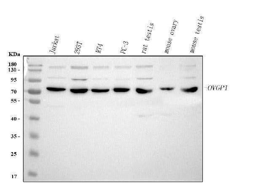 Anti-OVGP1 Antibody Picoband® Boster Bio