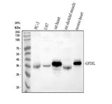 Anti-GPD1L Antibody Picoband® Boster Bio