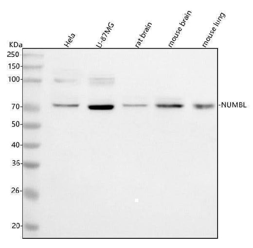Anti-NUMBL Antibody Picoband® Boster Bio