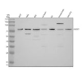 Anti-EID3 Antibody Picoband® Boster Bio
