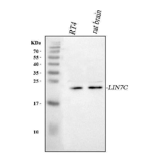 Anti-LIN7C Antibody Picoband® Boster Bio