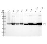 Anti-EIF2B4 Antibody Picoband® Boster Bio