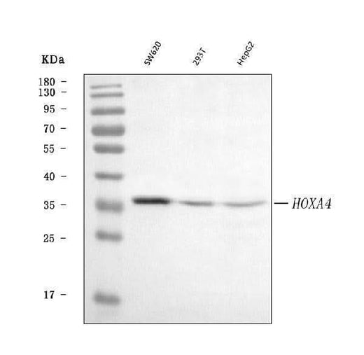 Anti-HOXA4 Antibody Picoband® Boster Bio