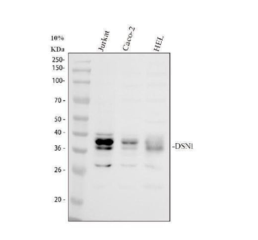 Anti-DSN1 Antibody Picoband® Boster Bio