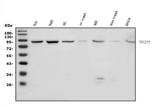 Anti-DNAJC10 Antibody Picoband® Boster Bio