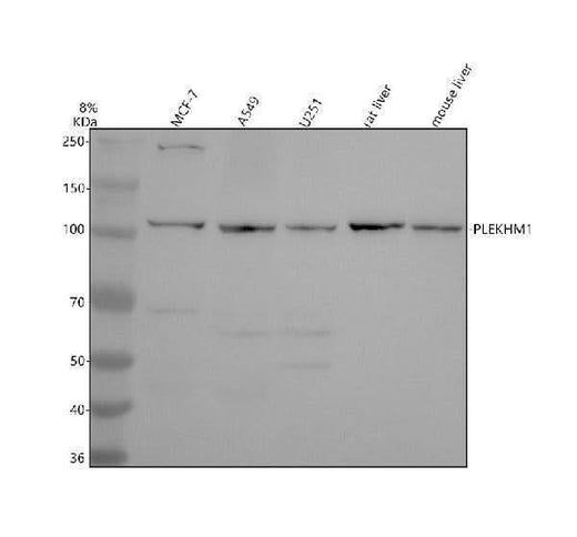 Anti-PLEKHM1 Antibody Picoband® Boster Bio