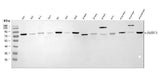 Anti-APP-1/PABPC4 Antibody Picoband® Boster Bio