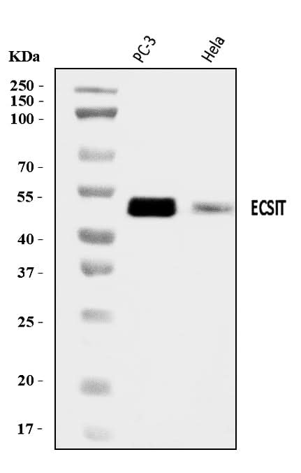 Anti-ECSIT Antibody Picoband® Boster Bio