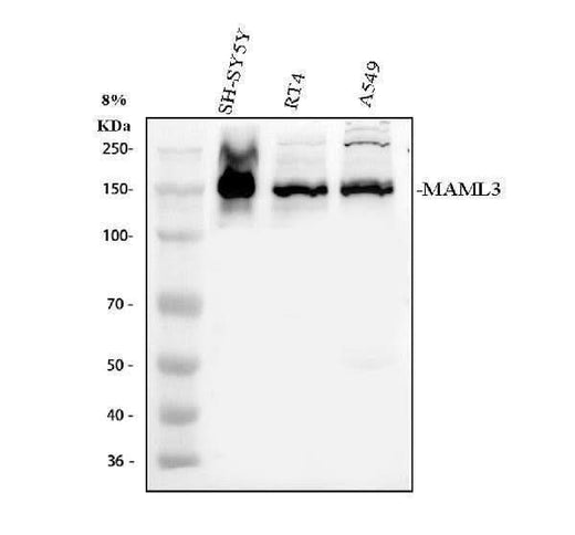 Anti-MAML3 Antibody Picoband® Boster Bio