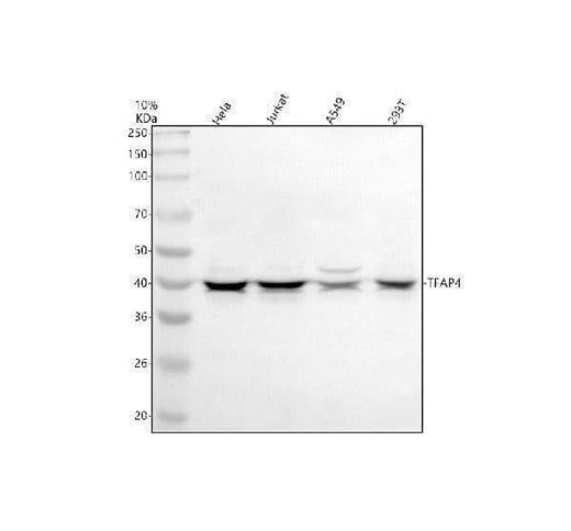 Anti-TFAP4 Antibody Picoband® Boster Bio