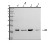 Anti-NANOS2 Antibody Picoband® Boster Bio