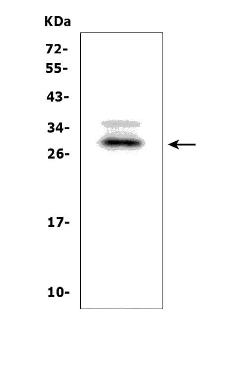 Anti-BAMBI/NMA Picoband® Antibody Boster Bio