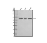Anti-P4HA2 Antibody Picoband® Boster Bio