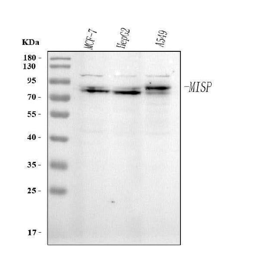 Anti-MISP Antibody Picoband® Boster Bio