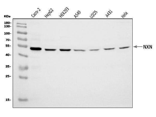 Anti-NXN/NRX Antibody Picoband® Boster Bio