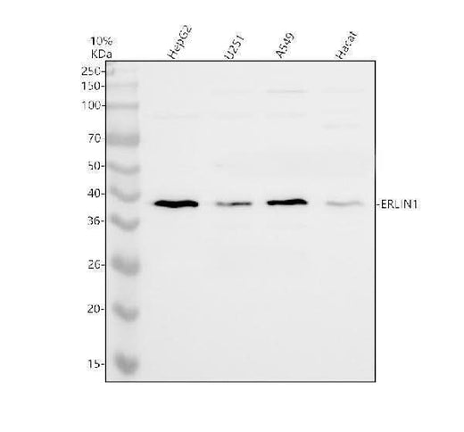 Anti-ERLIN1 Antibody Picoband® Boster Bio