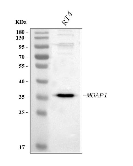 Anti-MOAP1 Antibody Picoband® Boster Bio