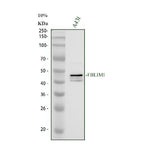 Anti-FBLIM1 Antibody Picoband® Boster Bio