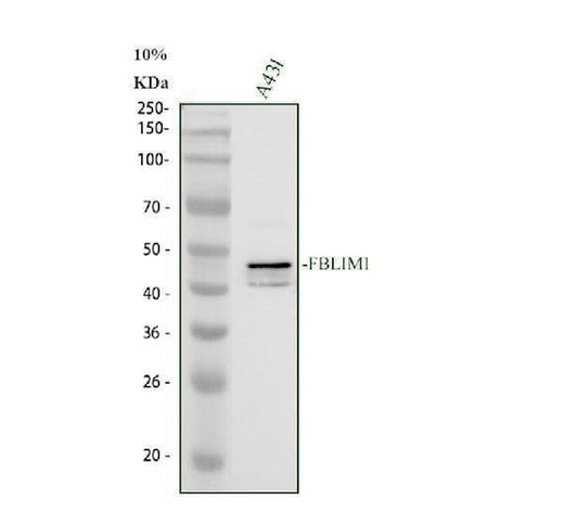 Anti-FBLIM1 Antibody Picoband® Boster Bio