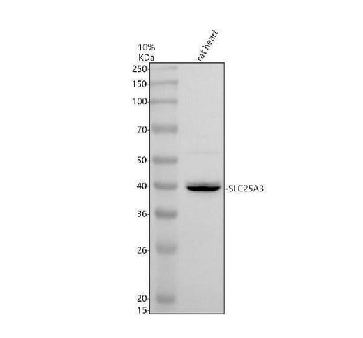 Anti-SLC25A3 Antibody Picoband® Boster Bio