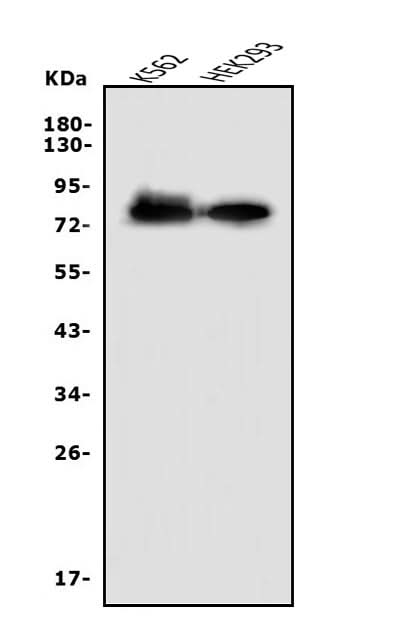 Anti-Nectin 2/NECTIN2 Antibody Picoband® Boster Bio