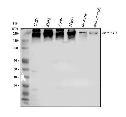 Anti-MICAL3 Antibody Picoband® Boster Bio
