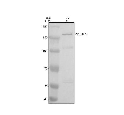 Anti-GRIN2D Antibody Picoband® Boster Bio