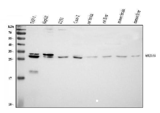 Anti-MED8 Antibody Picoband® Boster Bio