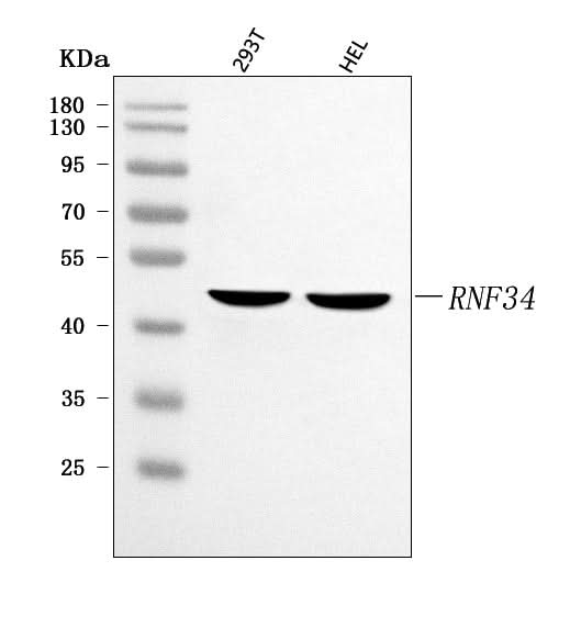 Anti-RNF34 Antibody Picoband® Boster Bio