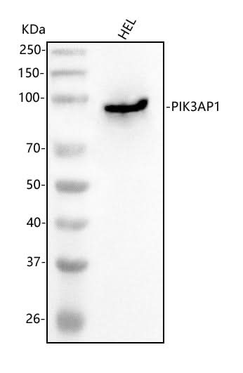 Anti-PIK3AP1 Antibody Picoband® Boster Bio