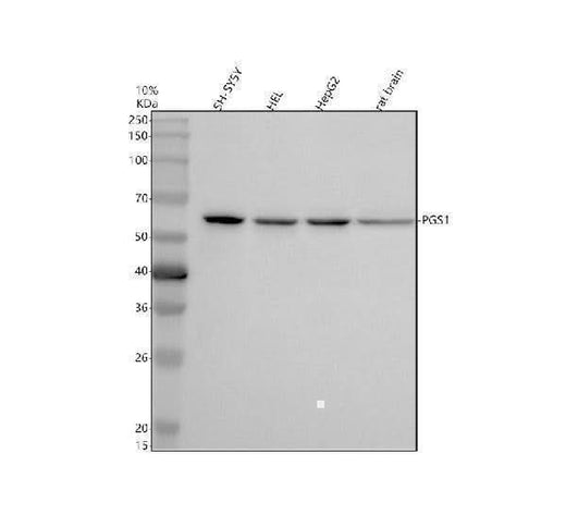 Anti-PGS1 Antibody Picoband® Boster Bio
