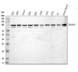 Anti-DHX15/prp43 Antibody Picoband® Boster Bio