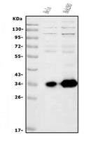 Anti-HOXC13 Antibody Picoband® Boster Bio