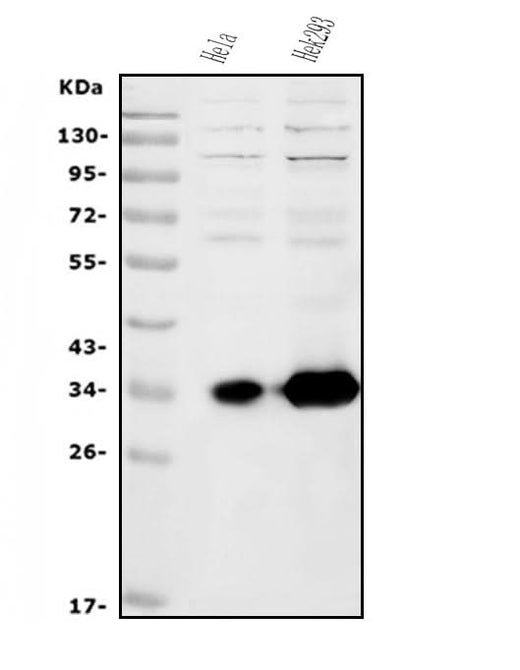 Anti-HOXC13 Antibody Picoband® Boster Bio