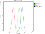 Anti-TCP1 eta/CCT7 Antibody Picoband® Boster Bio