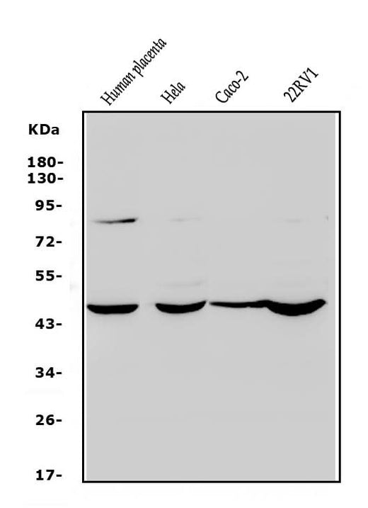 Anti-Rex1/ZFP42 Antibody Picoband® Boster Bio