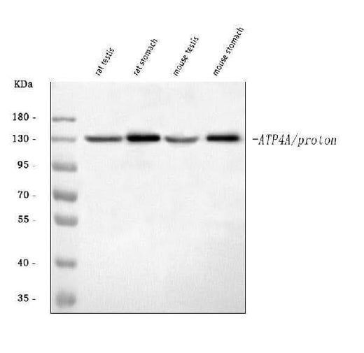 Anti-ATP4A Antibody Picoband® Boster Bio