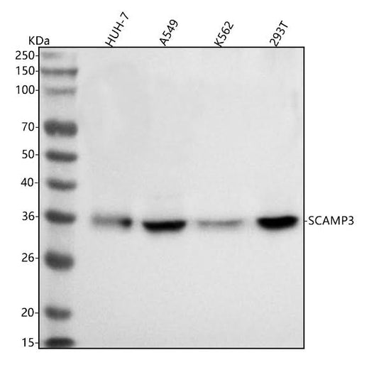 Anti-SCAMP3 Antibody Picoband® Boster Bio