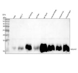 Anti-NDUFA1 Antibody Picoband® Boster Bio