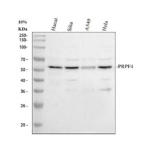 Anti-PRPF4 Antibody Picoband® Boster Bio