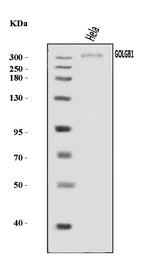 Anti-Giantin/GOLGB1 Antibody Picoband® Boster Bio