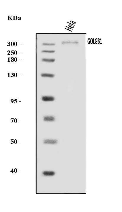 Anti-Giantin/GOLGB1 Antibody Picoband® Boster Bio