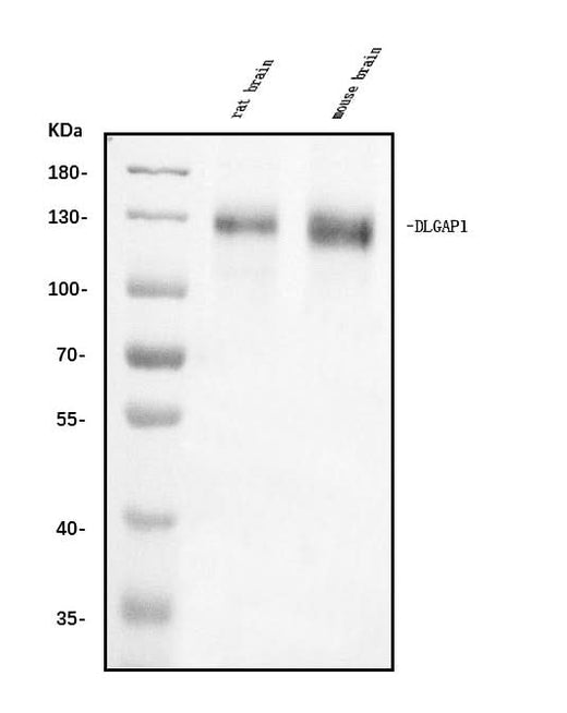 Anti-DLGAP1 Antibody Picoband® Boster Bio